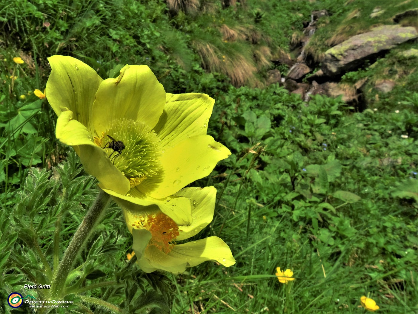 71 Pulsatilla alpina sulphurea (Anemone sulfureo) sul sent. 109A.JPG